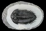 Coltraneia Trilobite Fossil - Huge Faceted Eyes #165845-1